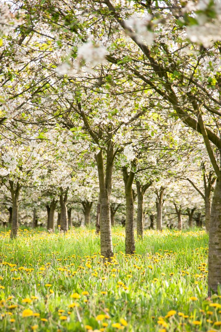 Nieuwe Factsheet:  Agroforestry als onderdeel van groenblauwe  dooradering (GBDA)