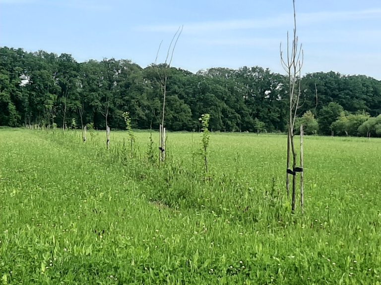 Het effect van agroforestry op het verdienvermogen van boeren