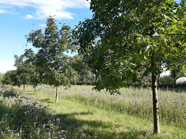 De Agroforestry ContextTool is live!