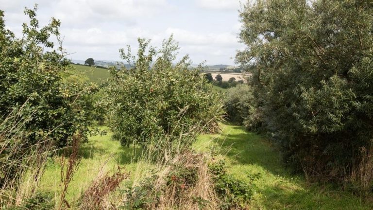 Het Agroforestry Netwerk Nederland lanceert de Planten Combinatie Tool