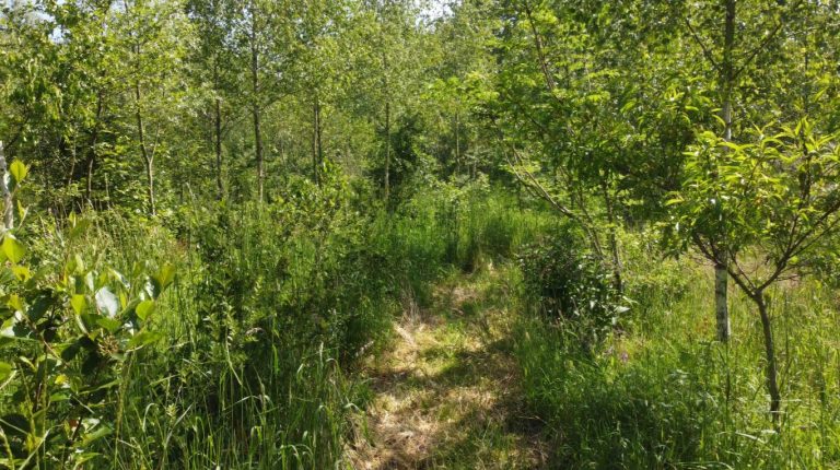 Basiscursus voedselbossen EXTRA – met ontwerpstappen