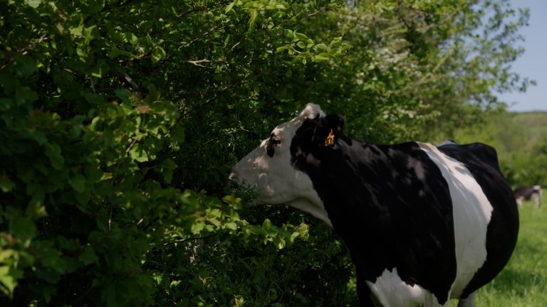 Agroforestry factsheet 20: Voederhagen in praktijkonderzoek