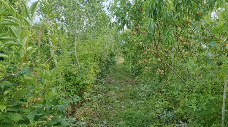5-daagse cursus: syntropische landbouwcursus