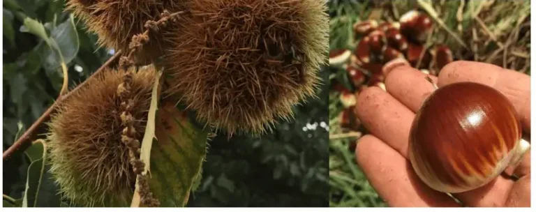 Kastanje rassen