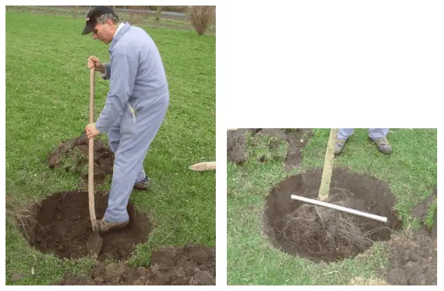 Bomen planten