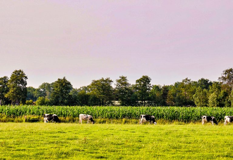 Agroforestry: nut en noodzaak