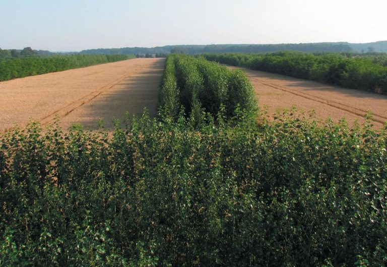 Update Agroforestry factsheet 3 | Wat zijn de mogelijkheden voor  koolstofvastlegging door agroforestry?