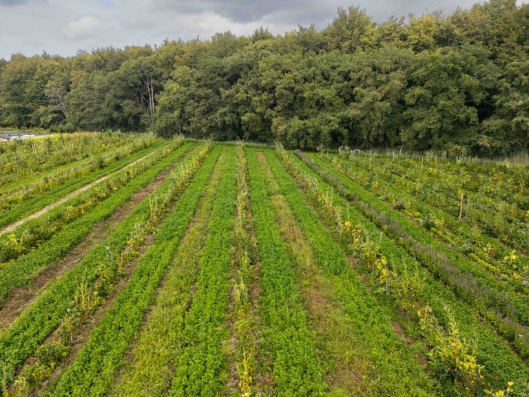 Climate-Adaptive Food Systems: Introduction to Syntropic Farming