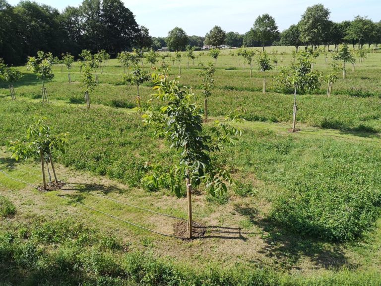 Provincie Drenthe opent subsidie voor agroforestry-investeringen 2026