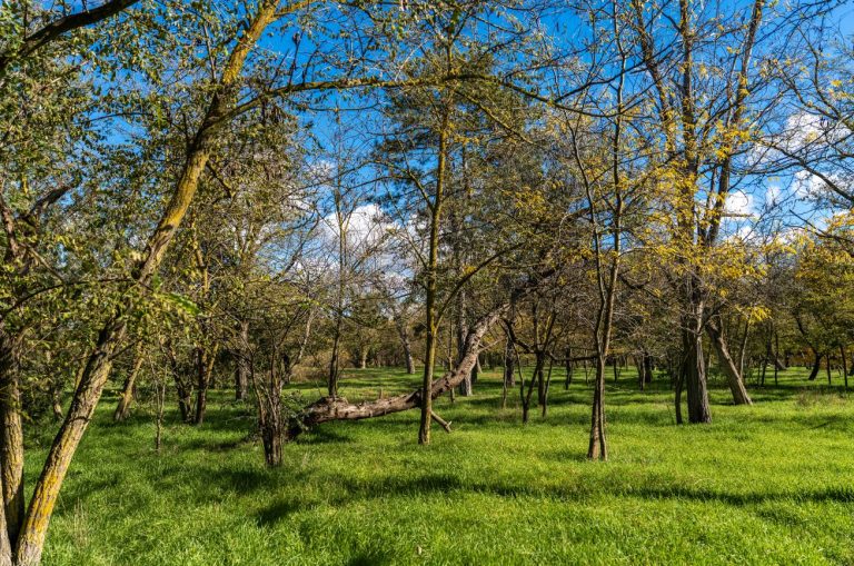 Agroforestry: regionale subsidies en steun in Noord-Nederland