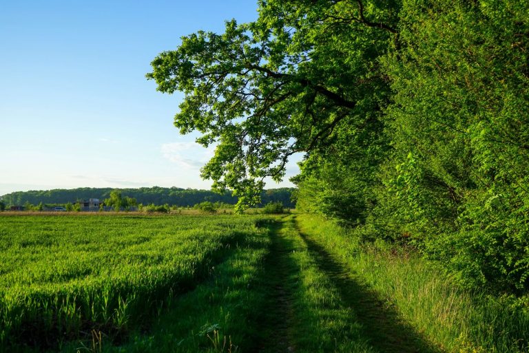 Agroforestry: landelijke subsidies en regelingen op een rij