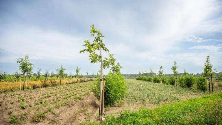Agroforestry groeit in de provincies | Agroforestry Netwerk Flevoland