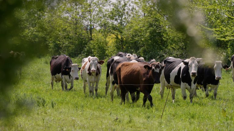Agroforestry groeit in de provincies | Agroforestry Netwerk Friesland