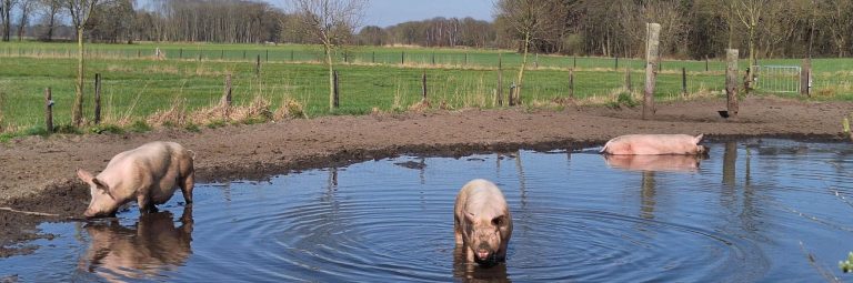 Factsheet: Bomen in de uitloop van varkens – kansen voor dierenwelzijn en landschap