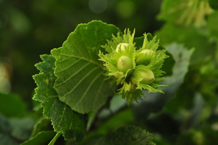 Ga aan de slag met de Rekentool Saldoberekening Houtige gewassen AgroForestry