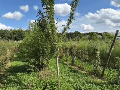 Agroforestry fruitteelt -bosrand als inspiratie