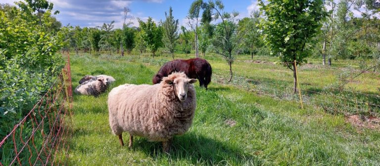 schapen grazen in het gras tussen agroforestry bomen